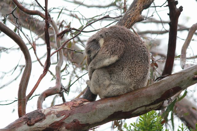 野生のコアラ（寝てたけど）